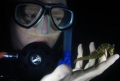 西澳大利亚 珀斯 潜水 有证潜水（1日行程）