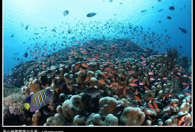 南澳珊瑚潜水、带您探索神秘的海底世界（1日行程）