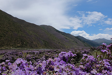 康定 莲花湖 向导 丁真降泽