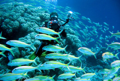 海底世界水族馆潜水（1日行程）