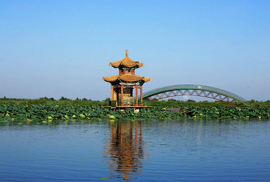 白洋淀赏荷花 逛荷花大观园 船游芦苇荡 休闲活动（1日行程）