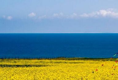 7月4日行摄青海  深度体验（ 青海湖 茶卡盐湖 卓尔山 祁连山  门源万亩油菜花海  塔尔寺）（4日行程）