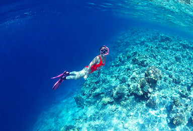 夏威夷欧胡岛恐龙湾浮潜（1日行程）