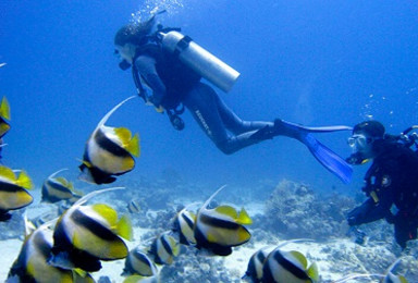 帕劳出海潜水 PADI OW深潜考证（3日行程）