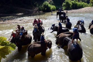 清迈美旺大象营骑大象 给大象洗澡半日游（1日行程）