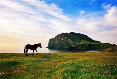 韩国济州西归浦黄金赏花1日游（1日行程）