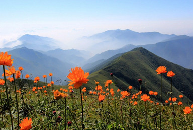 寻找梦中的金莲花 小五台山登山（5日行程）