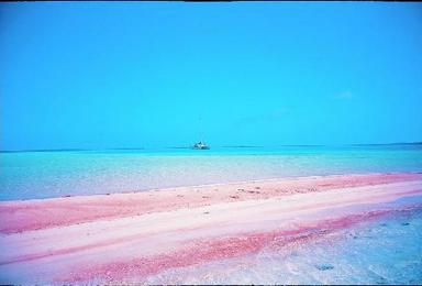 [大溪地波拉波拉]出海泻湖喂鲨鱼 魔鬼鱼半日游（1日行程）