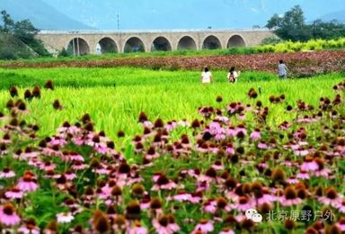 原野户外 7月2/3日 两期  七孔桥千亩 花海 碓臼峪清凉戏水一日活动（1日行程）