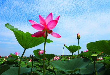 走进白洋淀 荷花大观园 游船 芦苇荡 吃咸鸭蛋 快乐休闲摄影（1日行程）