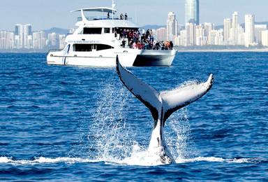 黄金海岸 海洋世界游轮出海观鲸之旅 半日游（1日行程）