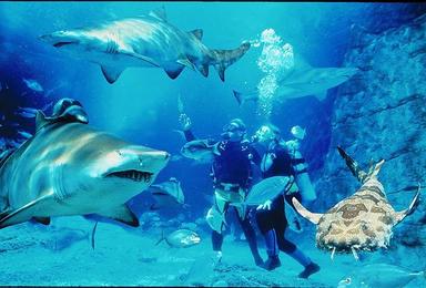 穆鲁拉巴 水下世界海洋生物水族馆一日游（1日行程）