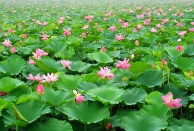 原野户外 7月6日  周三 白洋淀 荷花大观园 游船戏水休闲摄影 1日活动（1日行程）