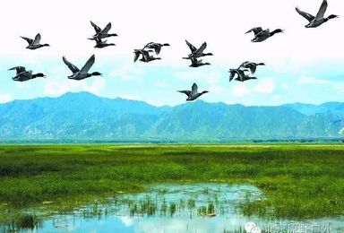 7月9/10日 穿芦苇荡 湿地公园拍野鸭 捡野鸭蛋 体验农家野趣一日游（1日行程）