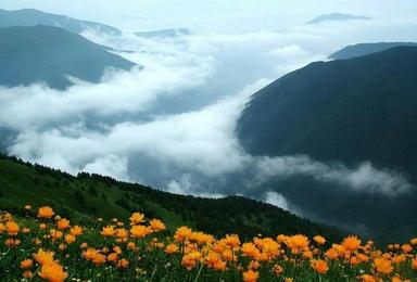 空中草原 拥抱最美茶山.赏最美金莲花开 去高山之巅徒