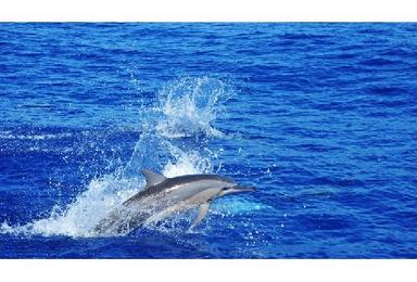 [双体船巡游观海豚]毛里求斯一日游（西海岸观海豚、浮潜）（1日行程）