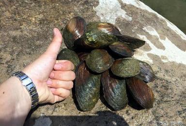 白云大峡谷捧河湾摸河蚌抓鱼 溯溪拾贝摸 摄影戏水休闲（1日行程）