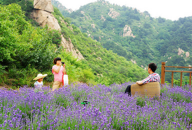 世外桃源云峰山，藏在山谷中的梦田薰衣草庄园（1日行程）