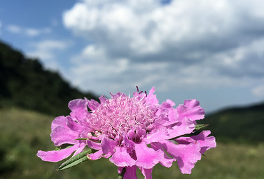 百花山，呼吸新鲜空气、摄影、登山赏百花（1日行程）