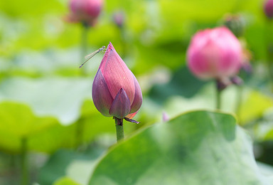 野蘑菇7月16号周六白洋淀，荷花大观园，游船，芦苇荡，吃咸鸭蛋（1日行程）