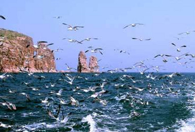 蓬莱阁海滨浴场游泳 万鸟岛与海鸥亲密接触（2日行程）