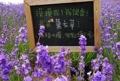 飞龙瀑 莲缘峡谷 骆驼峰 乐佛寺 薰衣草庄园北京唯一的森林树屋（1日行程）