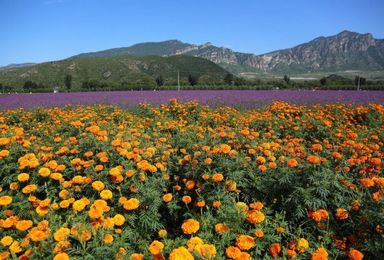 延庆摄影赏四季花海 野山路徒步5小时（2日行程）