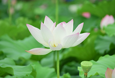 白洋淀 荷花大观园 游船 芦苇荡 吃咸鸭蛋（1日行程）