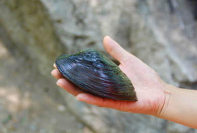 捧河湾捉虾捞贝壳 千尺瀑 白河大峡谷休闲穿越 摄影（1日行程）