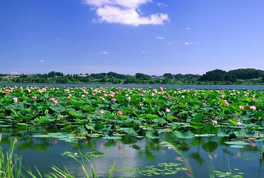 遇见盛夏 衡水湖戏水观荷花（2日行程）