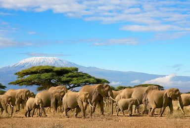 自由精品小团 肯尼亚 坦桑尼亚动物大迁徙之旅（13日行程）