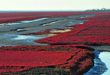 海上观明月 畅游亚洲第一大湿地 红海滩 走神奇天路 笔架山（1日行程）