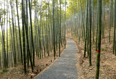 莫干山古道人文 单天徒步穿越国家级登山步道（1日行程）