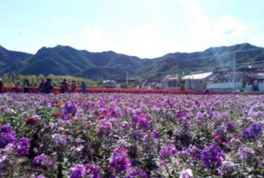 延庆 四季花海 向日葵 熏衣草 珍珠泉 永宁古城（1日行程）