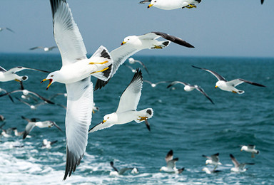 北方最美海岛长岛 万鸟岛 蓬莱阁 拍海鸥 戏海豹吃海鲜（4日行程）
