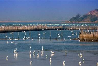 9月3日~4日相约美丽的惠东盐洲岛拍日落滩涂、观鹭鸟、听海浪声声（2日行程）