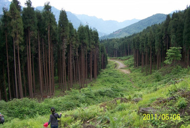 鸡冠山穿越西岭雪山原始森林徒步游（1日行程）