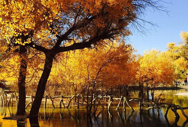 九月最佳游玩圣地 新疆喀纳斯九天深度休闲轻徒步游（6日行程）