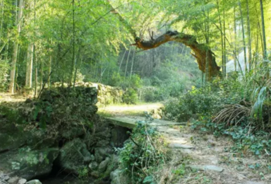 上青古道 徒步（1日行程）