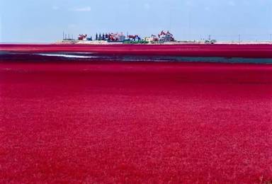 红红的海滩 红红的海鲜 摄影天堂 河蟹之都 赏美景尝美食 盘锦红海滩（3日行程）