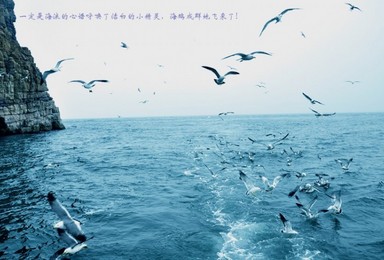 9月30--10月3日 国庆节 神奇海岛游◆长岛◆蓬莱◆万鸟岛◆海豹苑◆拍片吃海鲜！（4日行程）