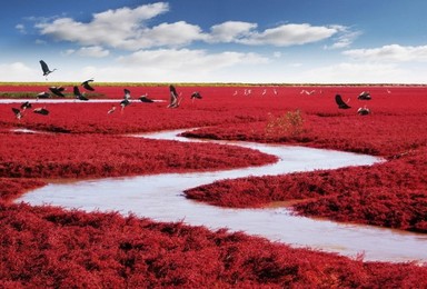 红红的海滩 红红的海鲜 摄影天堂 河蟹之都（3日行程）