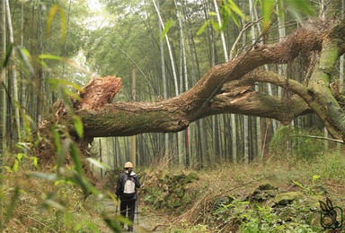 上青古道踏青徒步（1日行程）