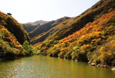 品全鱼宴 登凤凰岭赏秋景看红叶 龙泉寺自助海鲜大餐（2日行程）