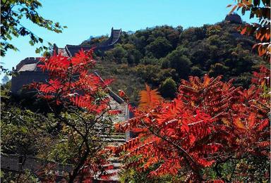 亚洲最大红叶风景区红叶岭 卧龙谷1905火车站（1日行程）