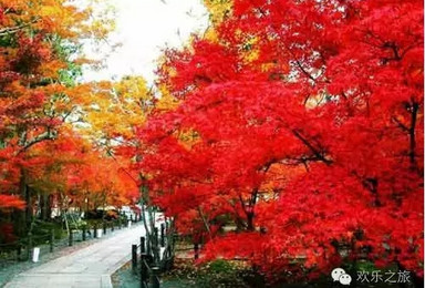 北京南锣鼓巷 醉美香山红叶游（2日行程）