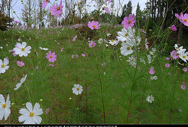 10.23昆明百山行之穿行格桑花海，登顶大青山（1日行程）