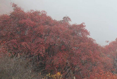 圭峰山登高观亚洲第一天生石桥 赏漫山红叶（1日行程）