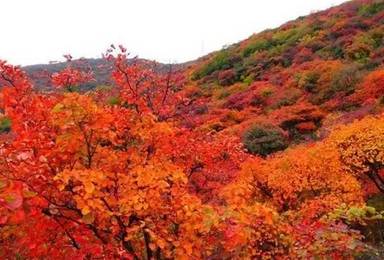 坡峰岭 红叶的观赏区（1日行程）