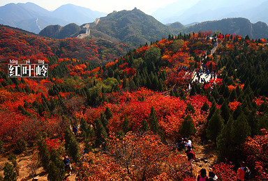 金秋十月 赏千山红叶 八达岭古长城（1日行程）